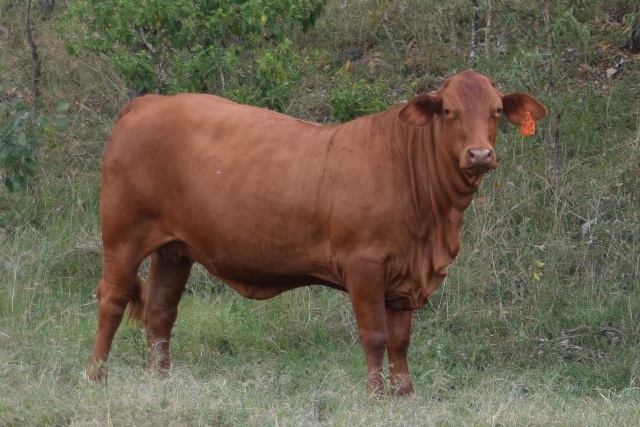Bryvonlea JBH Fair 1254